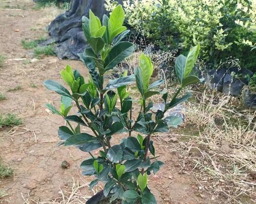 栀子花移植的最佳时期是什么时候？步骤是怎样的？