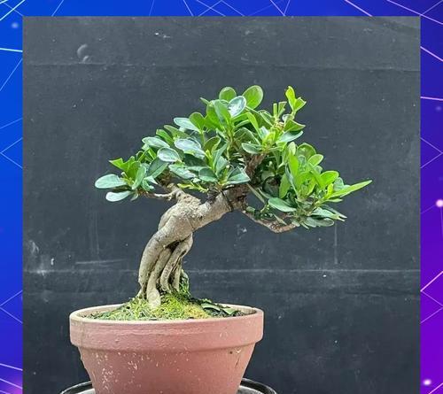 栀子花移植的最佳时期是什么时候？步骤是怎样的？