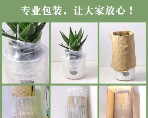芦荟水养的方法是什么？有哪些常见问题及解决方法？