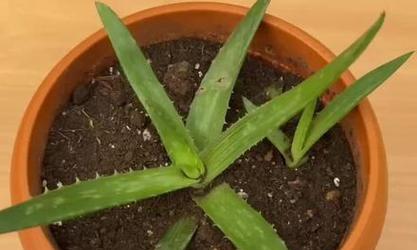 芦荟水养的方法是什么？有哪些常见问题及解决方法？