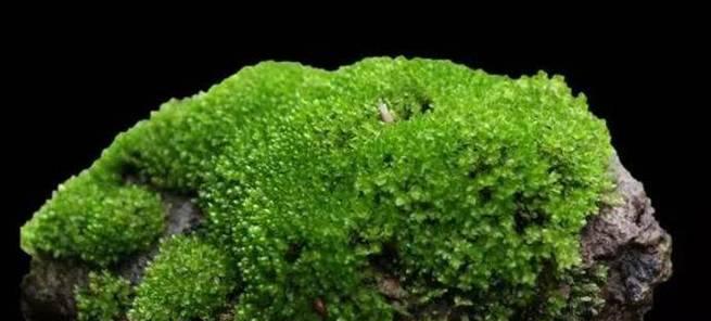 苔藓是什么植物？它在生态系统中扮演什么角色？
