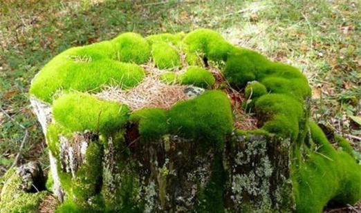 苔藓是什么植物？它在生态系统中扮演什么角色？