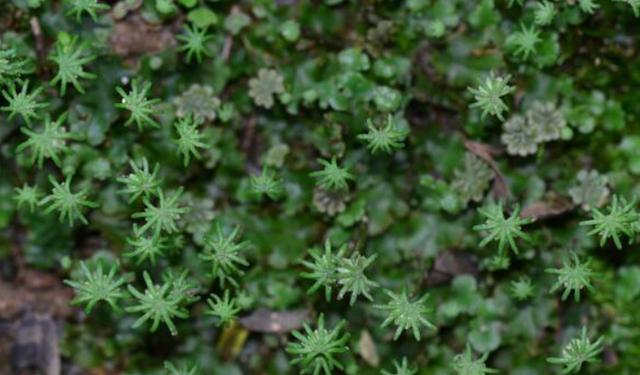 苔藓是什么植物？它在生态系统中扮演什么角色？