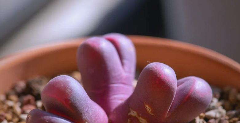 哪个生石花品种最适合初学者？养护技巧有哪些？