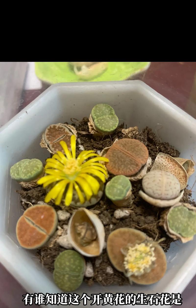 哪个生石花品种最适合初学者？养护技巧有哪些？