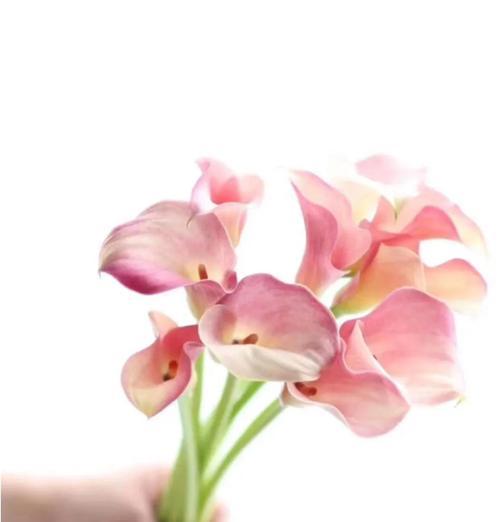 马蹄莲代表什么？马蹄莲的花语及其文化意义是什么？