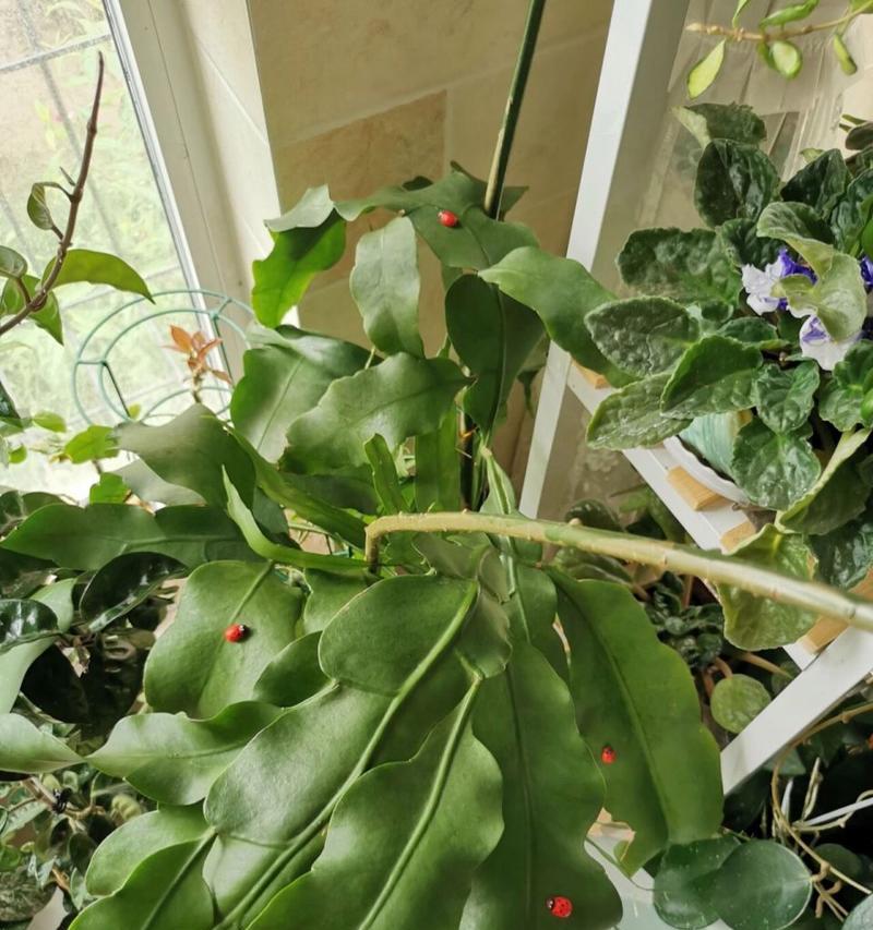昙花扦插的步骤和注意事项是什么？怎样确保昙花扦插的成功？