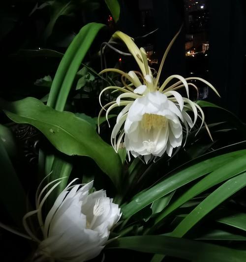 昙花扦插的步骤和注意事项是什么？怎样确保昙花扦插的成功？