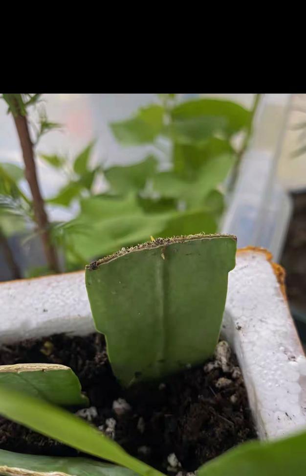 昙花扦插的步骤和注意事项是什么？怎样确保昙花扦插的成功？