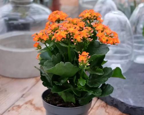 养花时应选择哪种土壤？不同花卉对土壤有何不同需求？