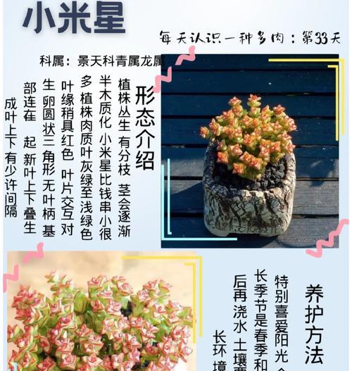 景天植物的养殖方法和注意事项是什么？