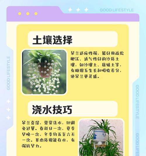 青叶吊兰繁殖的正确步骤和技巧是什么？