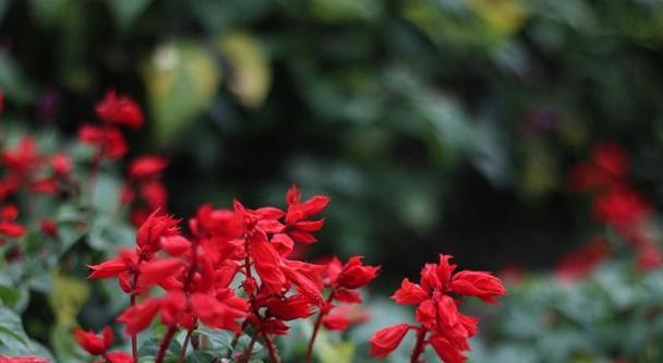 串红种植需要注意哪些要点？