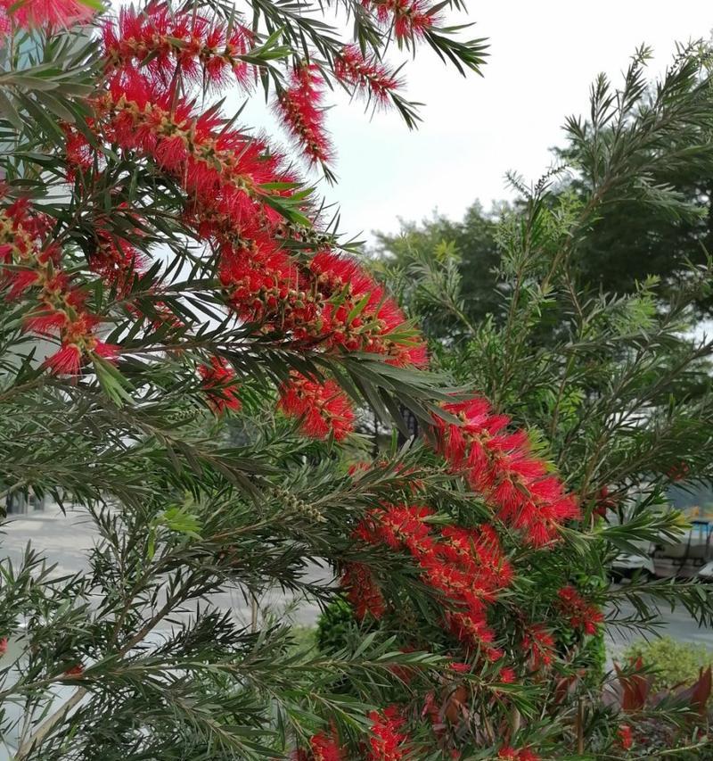 串红种植需要注意哪些要点？