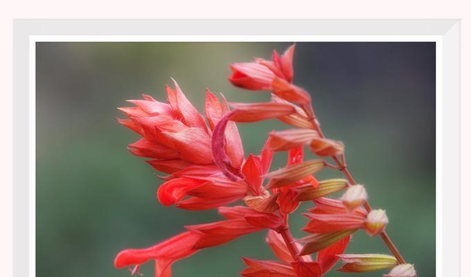 串红种植需要注意哪些要点？