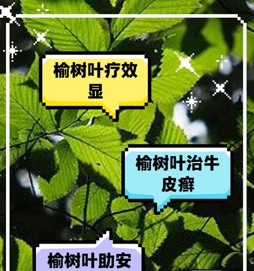 榆树生根的秘诀是什么？如何快速促进榆树生根？