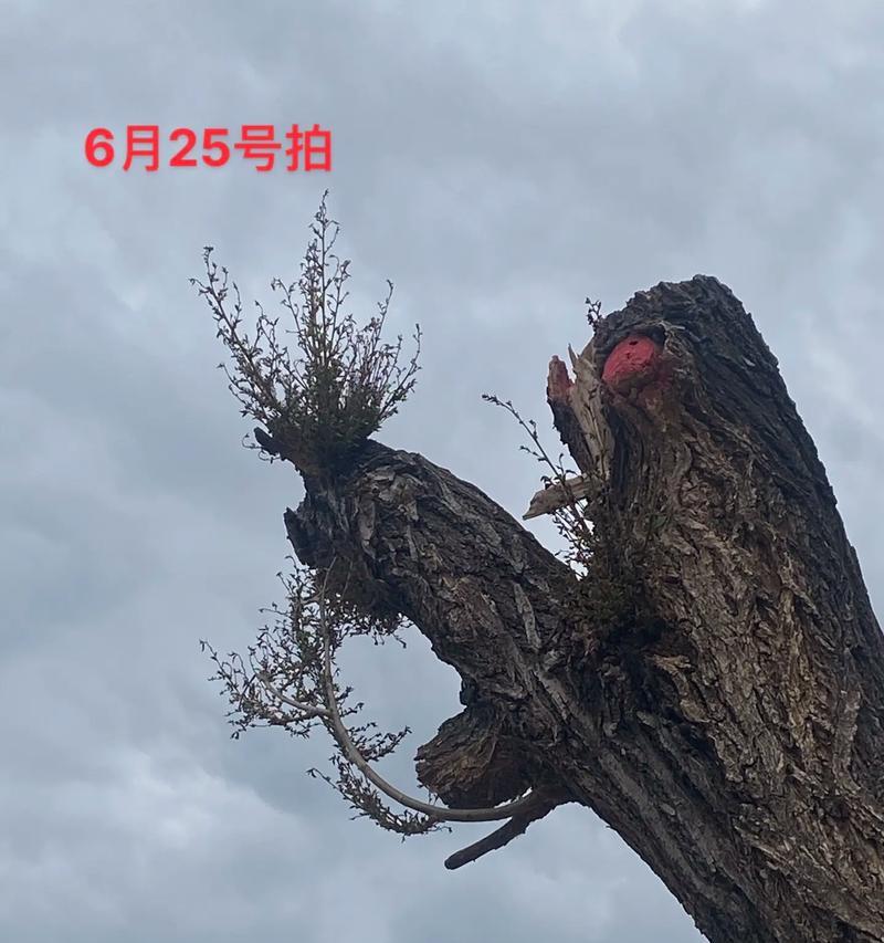榆树生根的秘诀是什么？如何快速促进榆树生根？