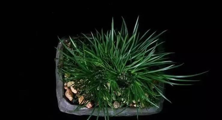 极姬品种的特点是什么？哪种极姬品种最受欢迎？
