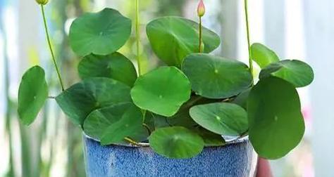 有哪些水养植物？水养植物的养殖方法和注意事项是什么？