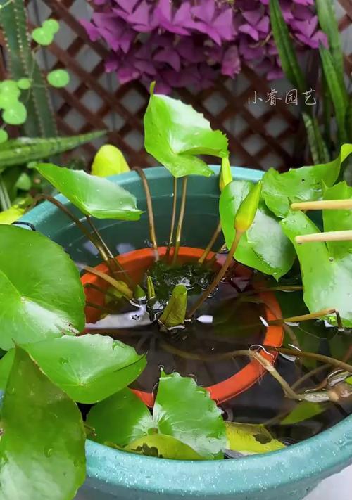 有哪些水养植物？水养植物的养殖方法和注意事项是什么？