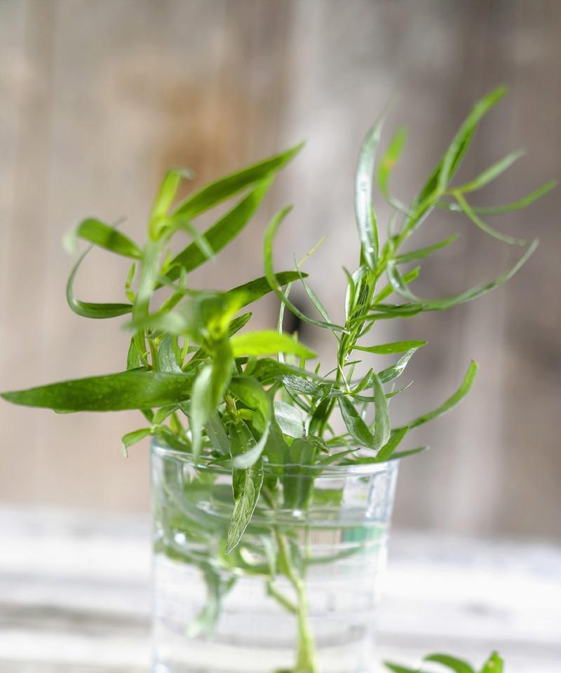 有哪些水养植物？水养植物的养殖方法和注意事项是什么？