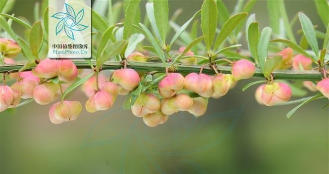 卫矛科植物包括哪些？它们的特性是什么？