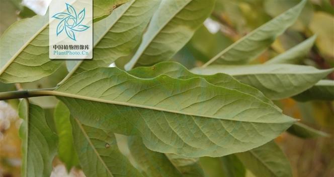 卫矛科植物包括哪些？它们的特性是什么？