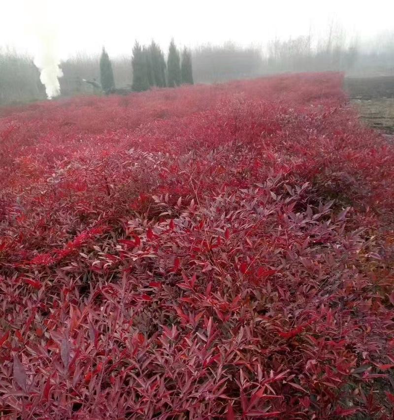 卫矛科植物包括哪些？它们的特性是什么？