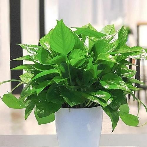 哪种花能有效去除甲醛？去甲醛的花有哪些推荐？