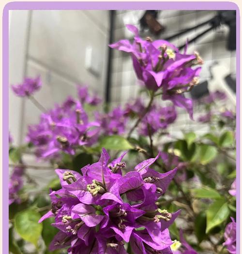 植物叶子发黄是什么原因？如何解决？