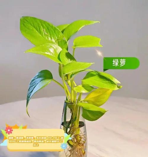 家庭种植各种植物的技巧和常见问题？