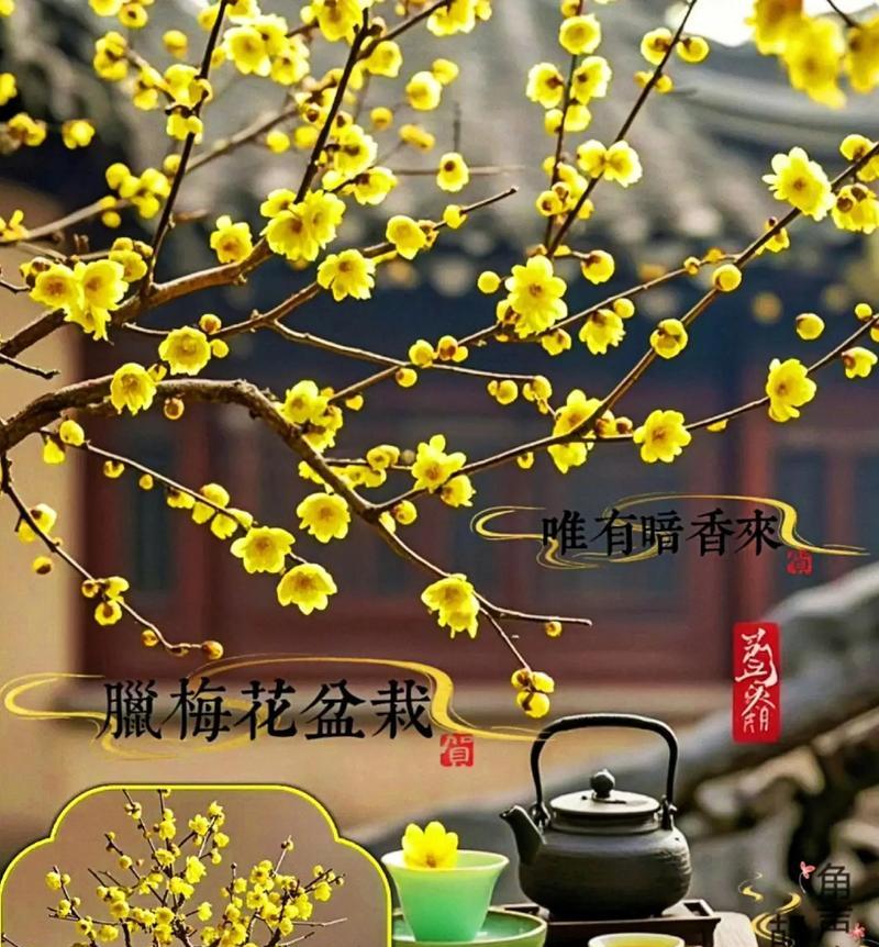 腊梅花的养殖方法有哪些？怎样才能让腊梅花开得更久？