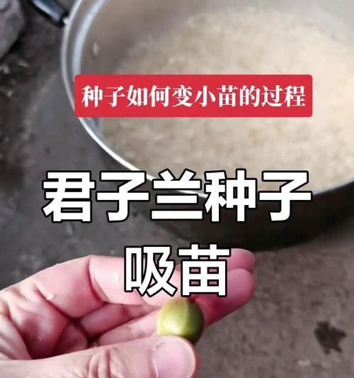 君子兰苗的栽种技巧和注意事项是什么？