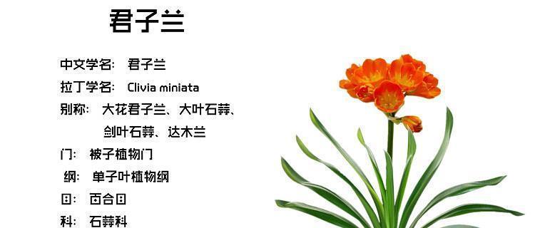 君子兰苗的栽种技巧和注意事项是什么？