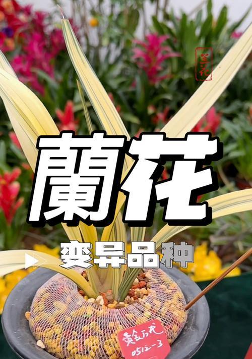 兰花品种的名称有哪些？如何区分兰花的不同品种？