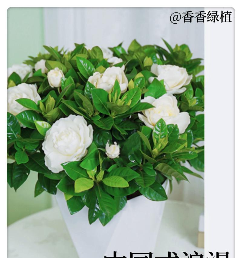 栀子盆栽的浇水和施肥技巧是什么？如何防止落蕾？