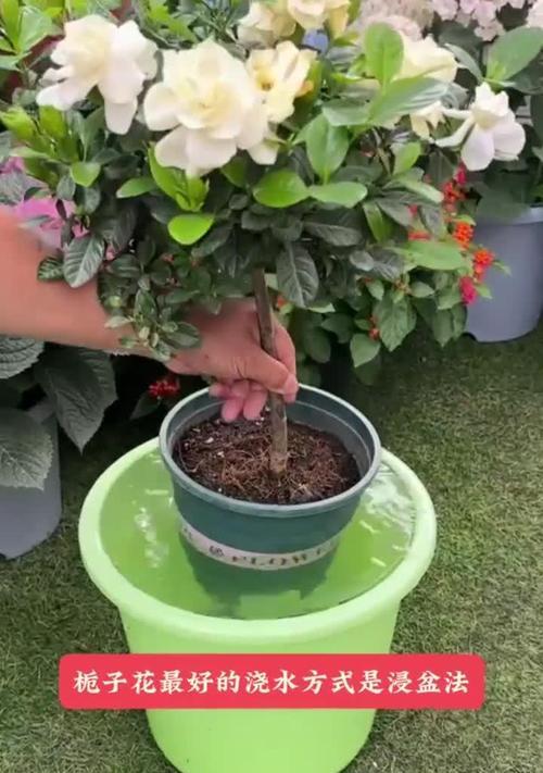 栀子盆栽的浇水和施肥技巧是什么？如何防止落蕾？