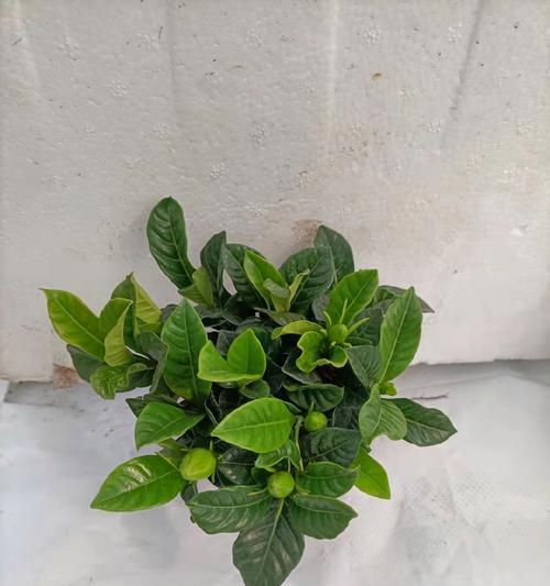 栀子盆栽的浇水和施肥技巧是什么？如何防止落蕾？