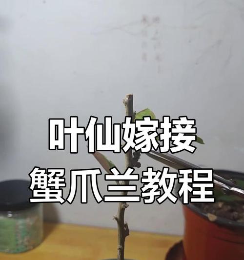 蟹爪兰的栽种步骤有哪些？