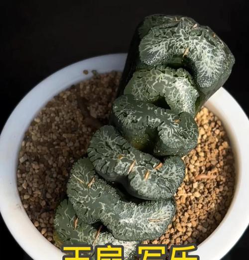 十二卷的养殖方法和注意事项有哪些？
