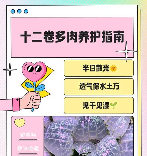 十二卷的养殖方法和注意事项有哪些？