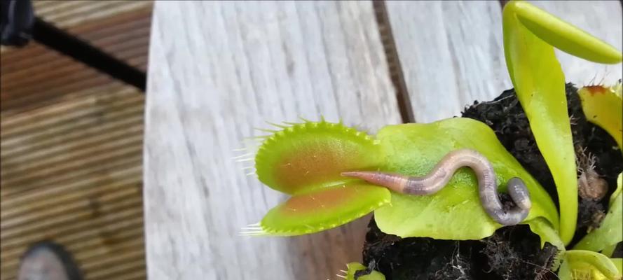 捕蝇草的种植方法是什么？怎样确保捕蝇草健康成长？