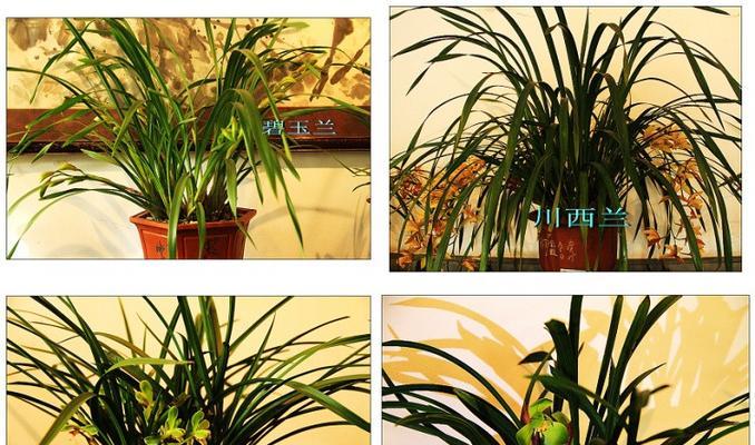 高档兰花品种有哪些？如何鉴别高档兰花品种？