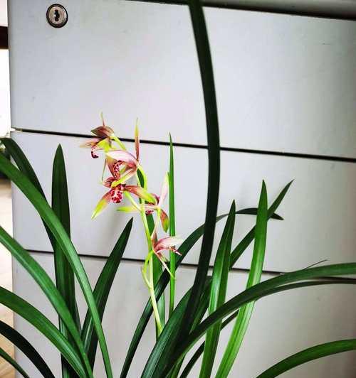 高档兰花品种有哪些？如何鉴别高档兰花品种？