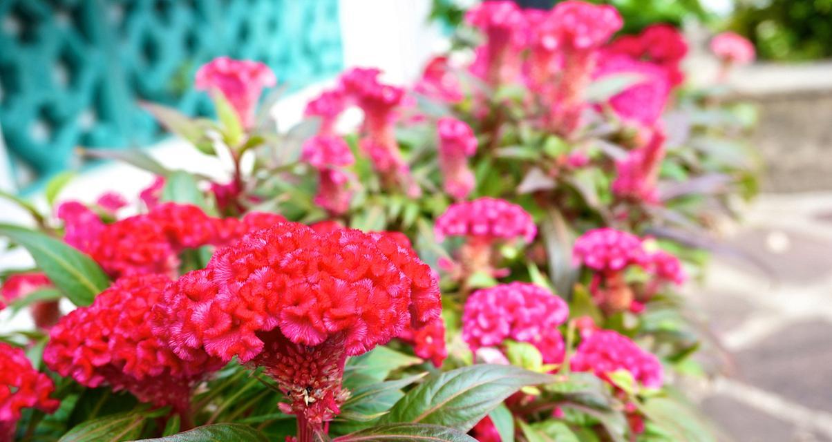 夏季花卉种类：夏季有哪些花会盛开？
