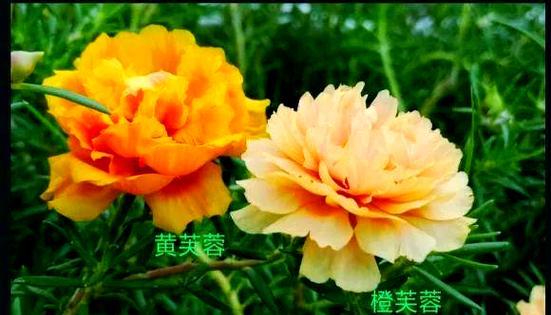 夏季花卉种类：夏季有哪些花会盛开？