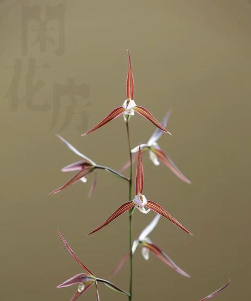 寒兰开花时间：如何确保寒兰按时开花？