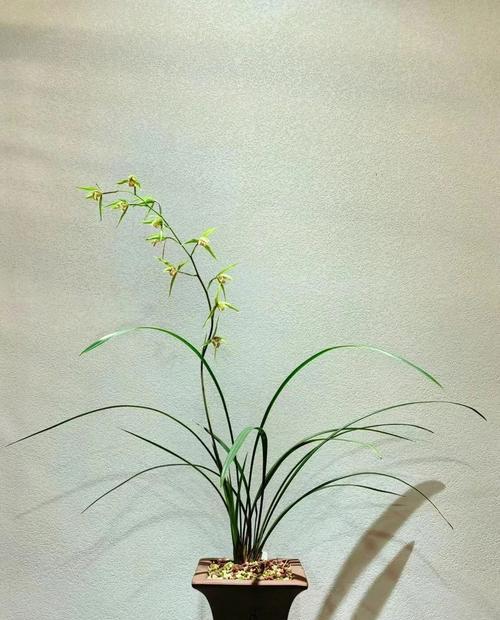 寒兰开花时间：如何确保寒兰按时开花？