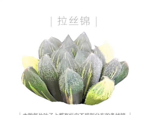 草玉露分株的最佳时机是什么时候？分株后如何管理？