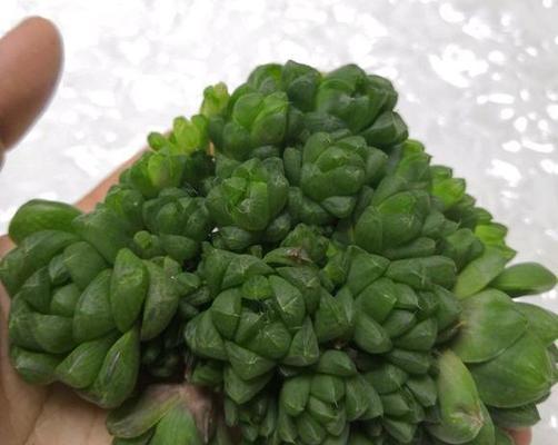 草玉露分株的最佳时机是什么时候？分株后如何管理？